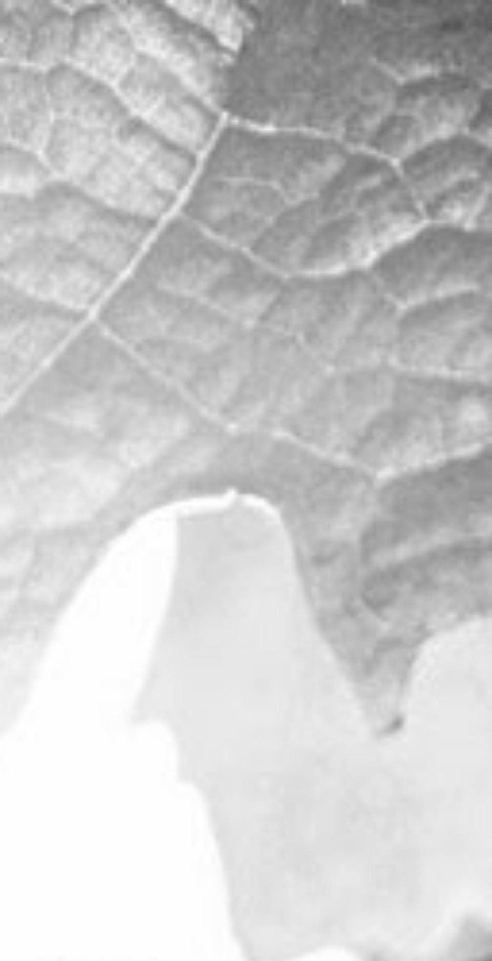 13kingscellars.com shopify website screenshot