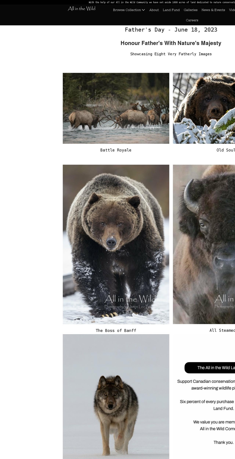 allinthewild.com shopify website screenshot