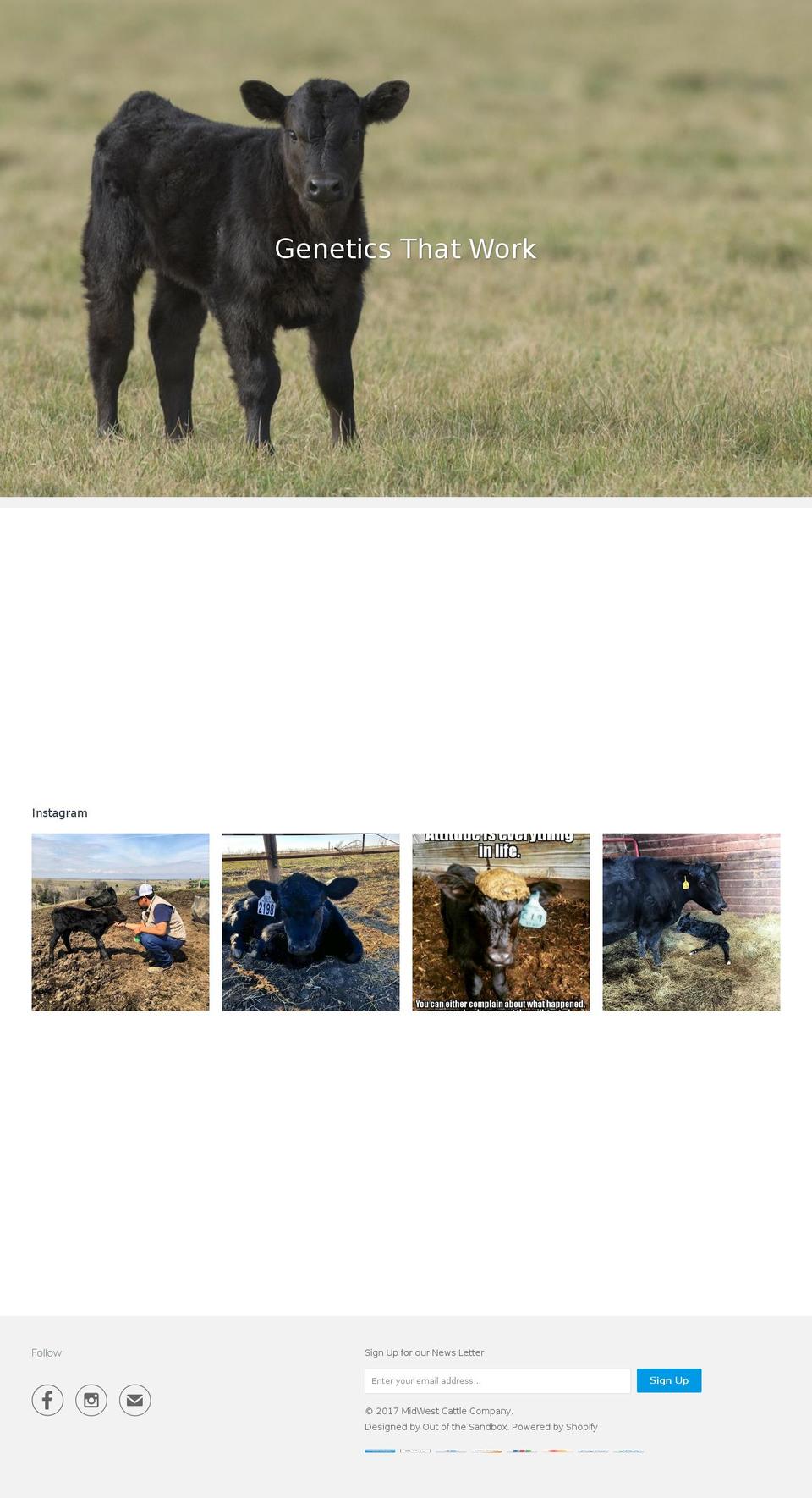 angusbulls.com shopify website screenshot