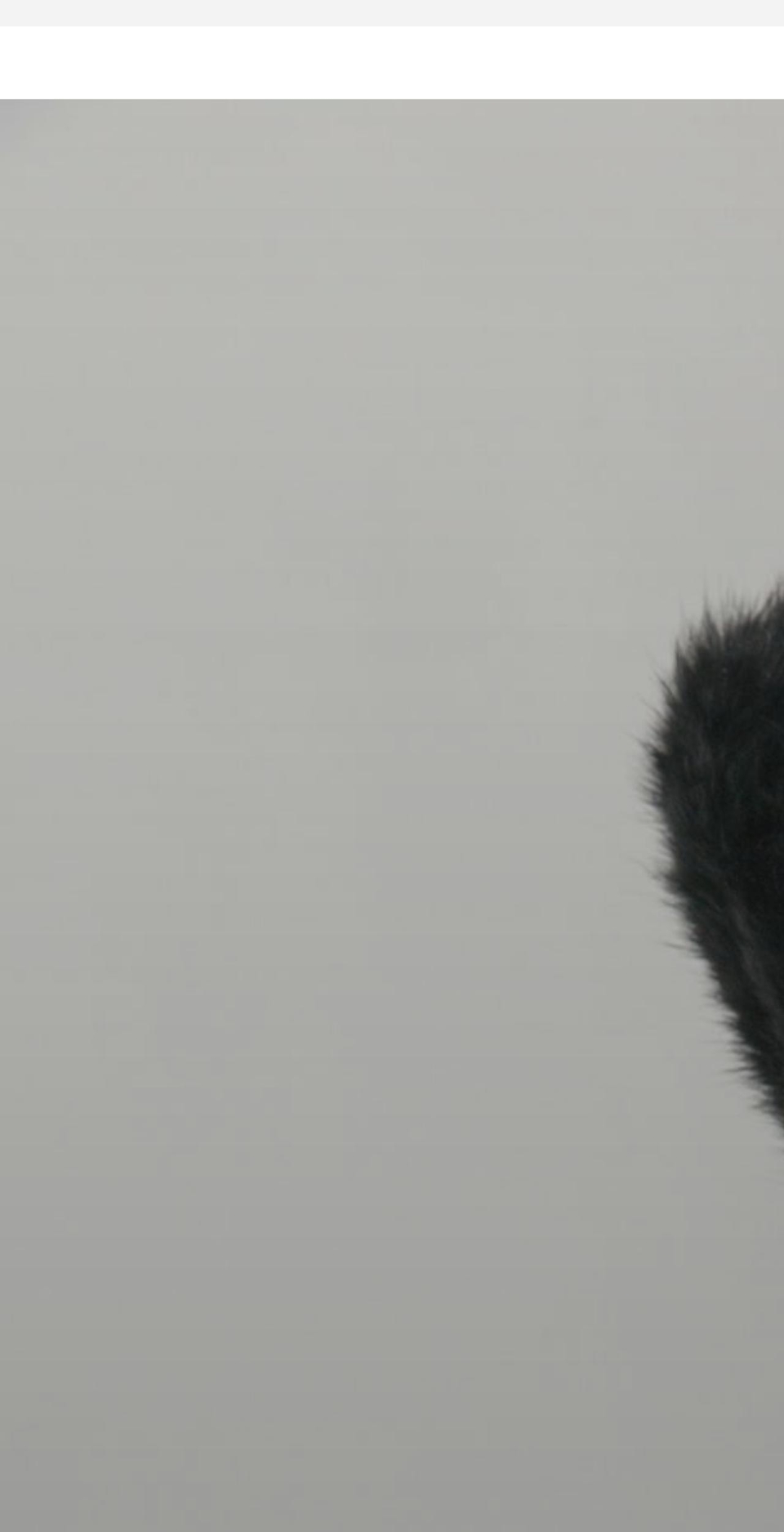 arelle.com.au shopify website screenshot