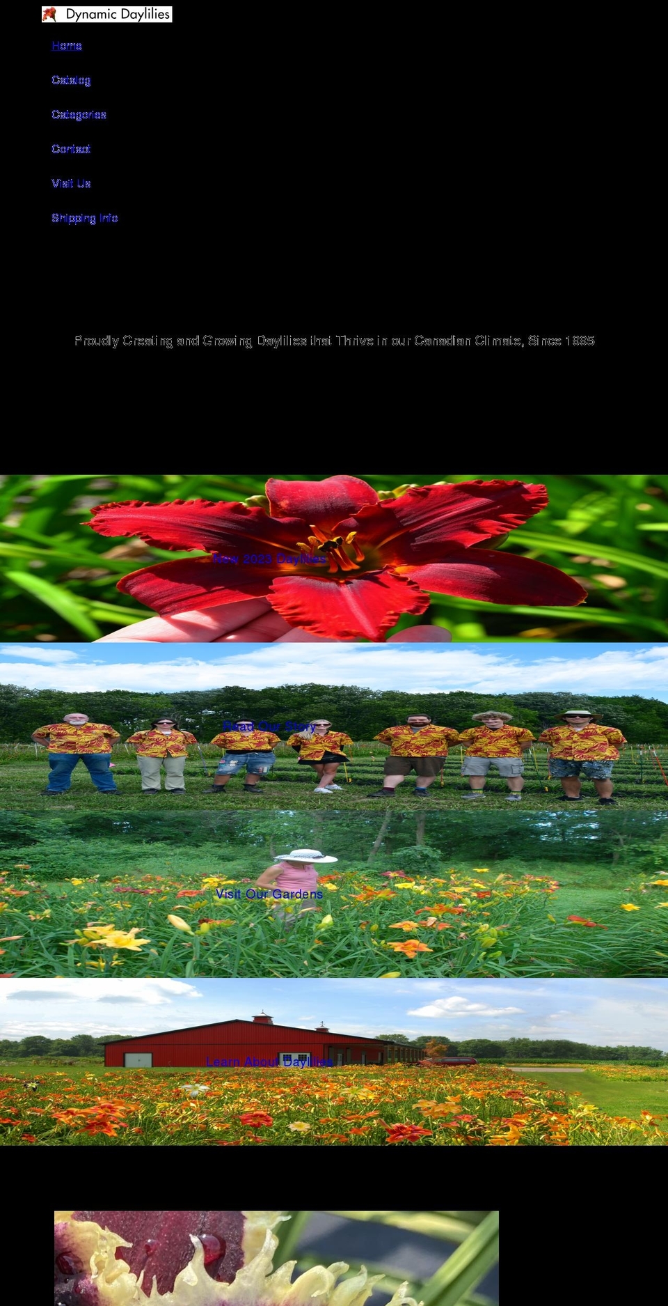 daylilies.ca shopify website screenshot