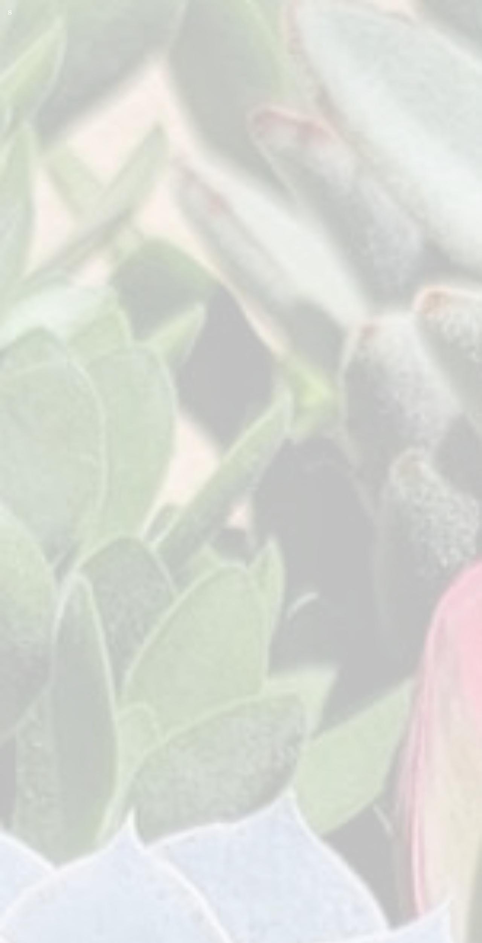 desertbloomnursery.com shopify website screenshot