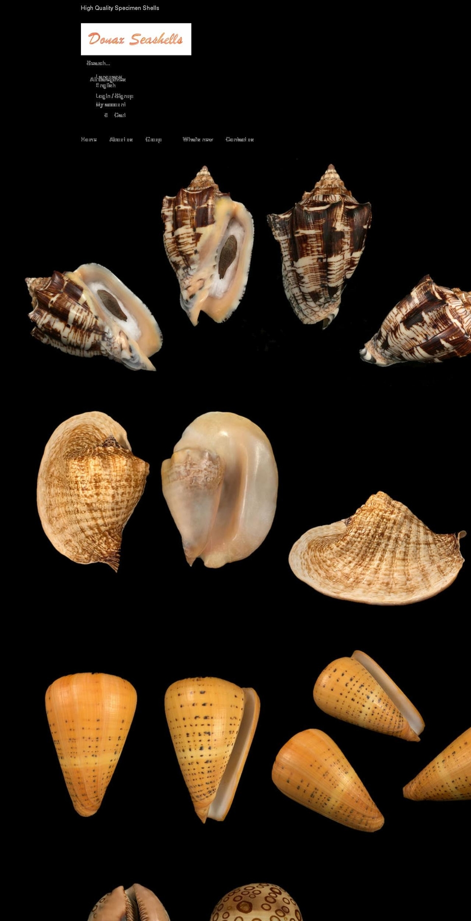 donaxseashells.com shopify website screenshot