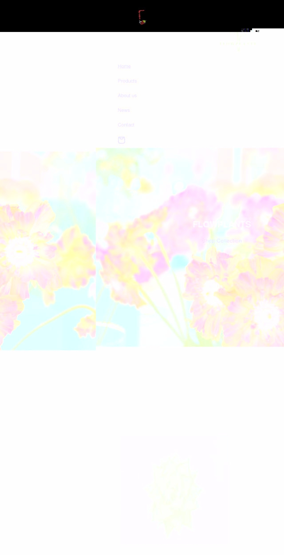 dripstosips.com shopify website screenshot