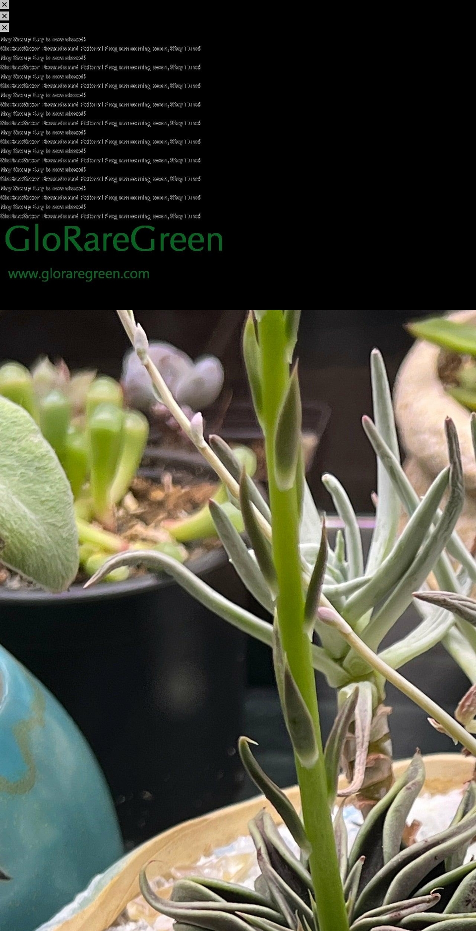 gloraregreen.com shopify website screenshot