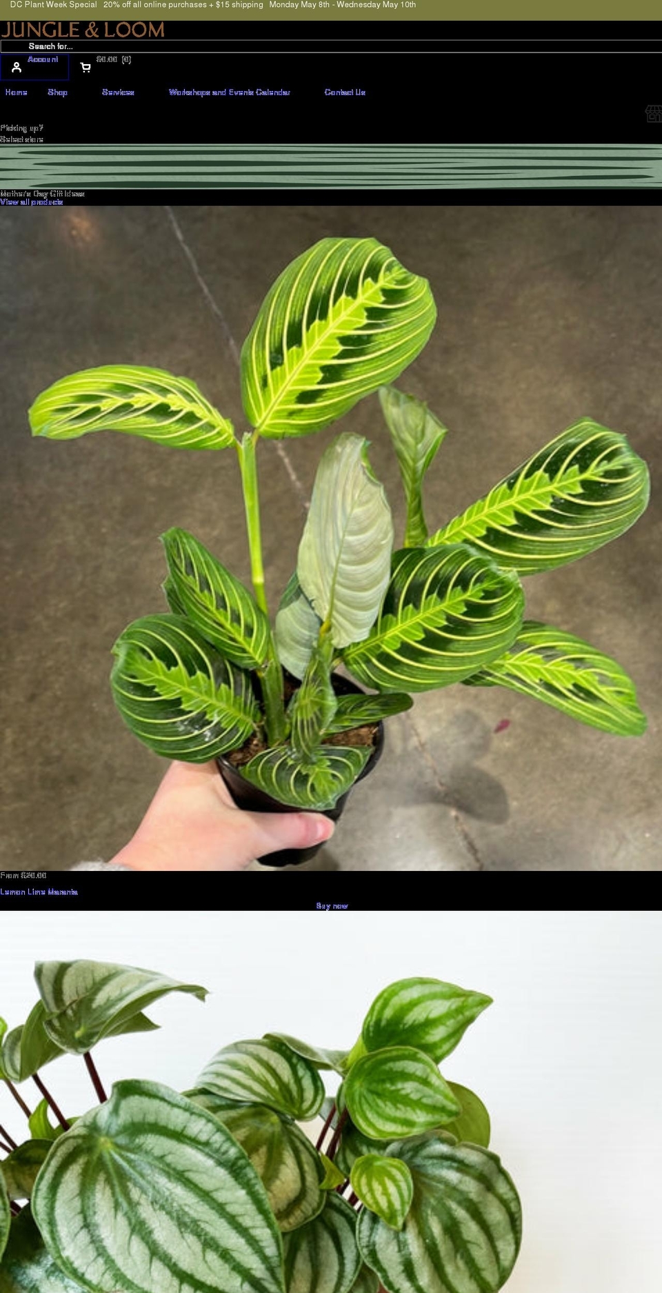 jungleandloom.com shopify website screenshot