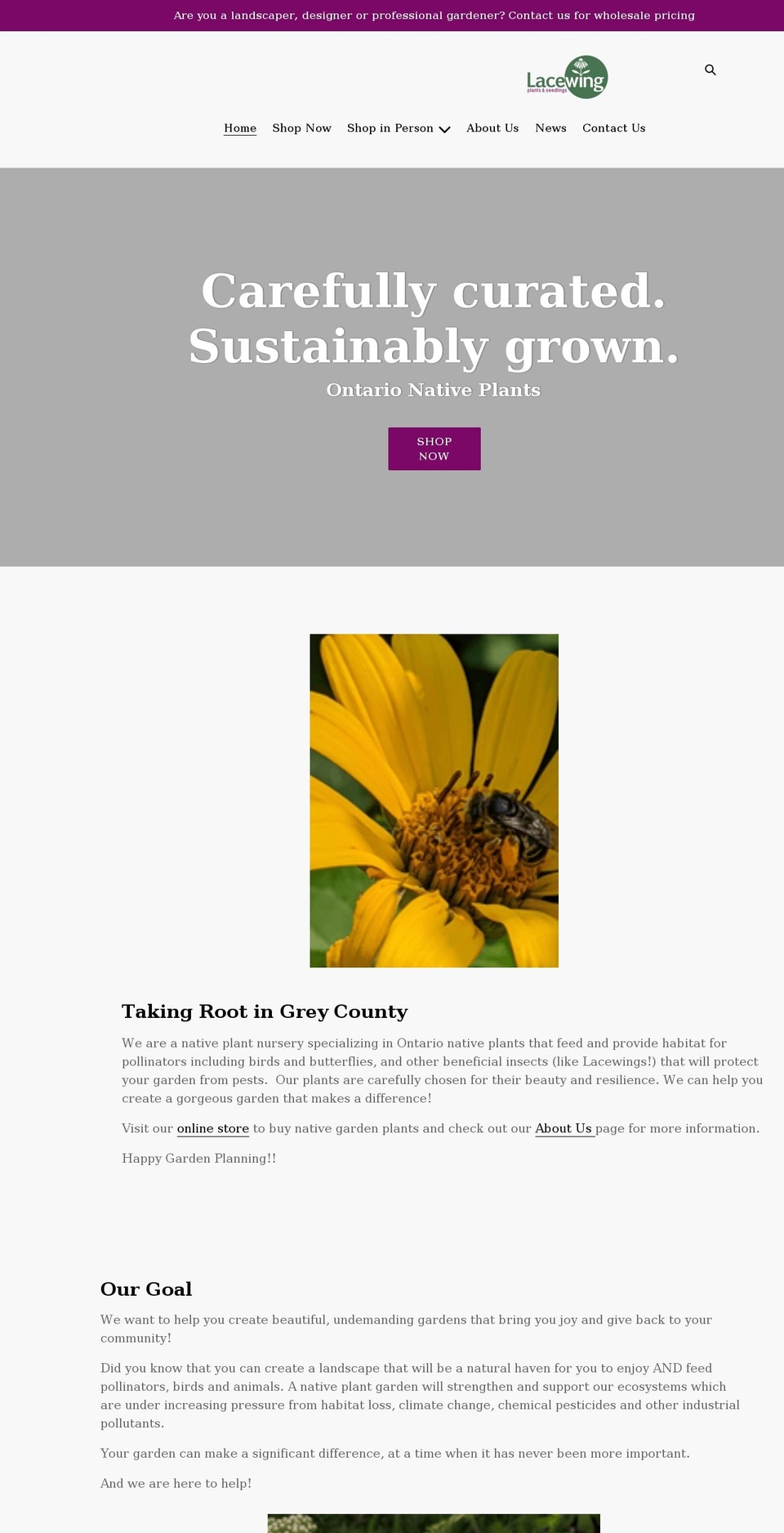 lacewing.ca shopify website screenshot