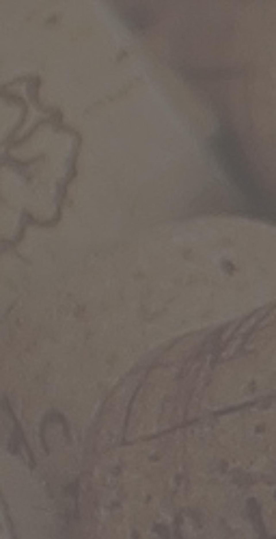 lunarcellar.com shopify website screenshot