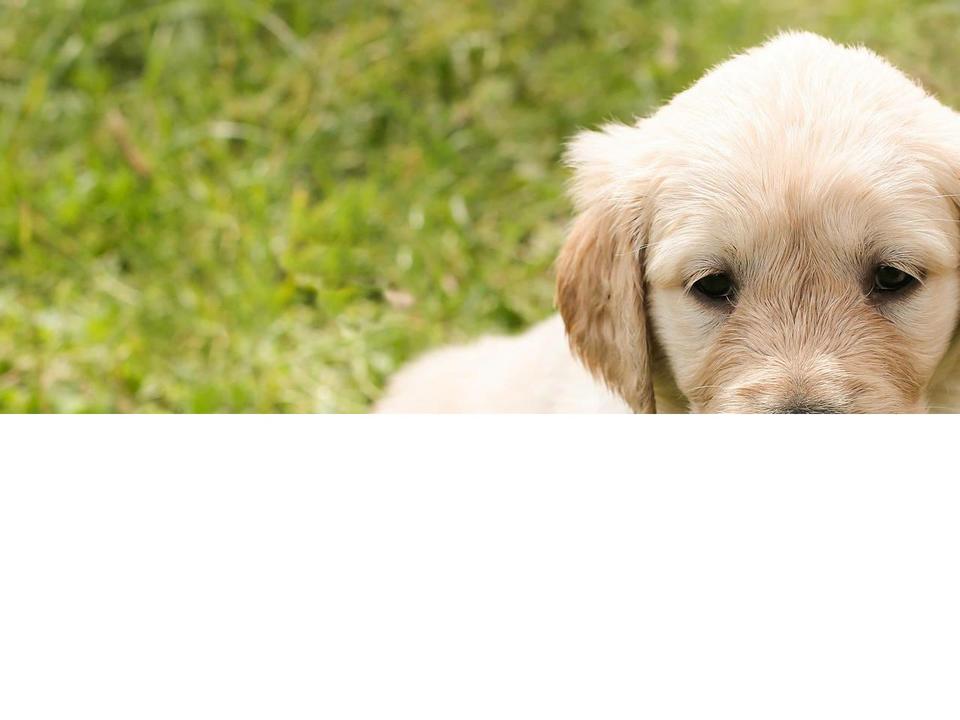 magicpetsupply.com — Shopify storefront screenshot