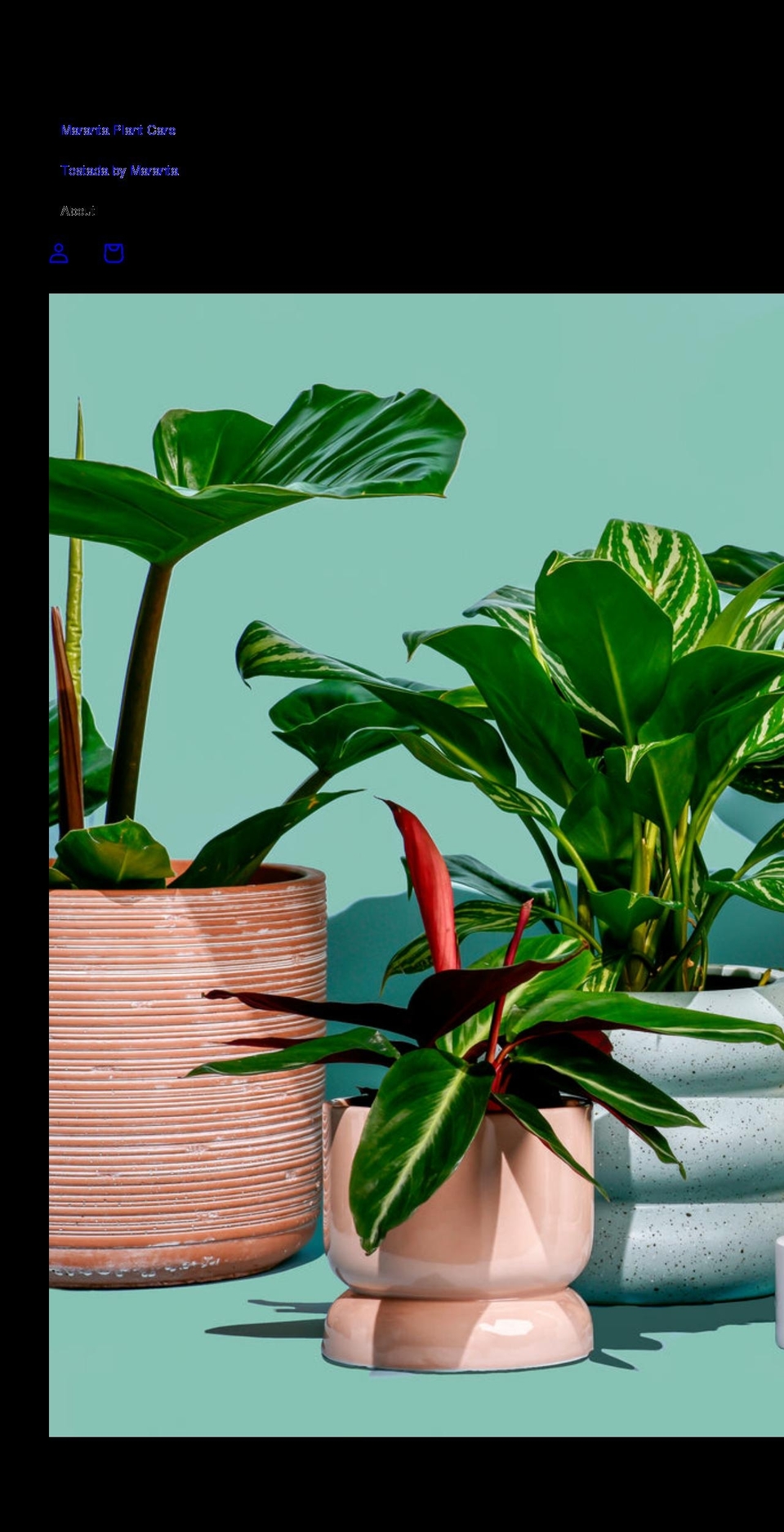 marantaplantshop.com shopify website screenshot