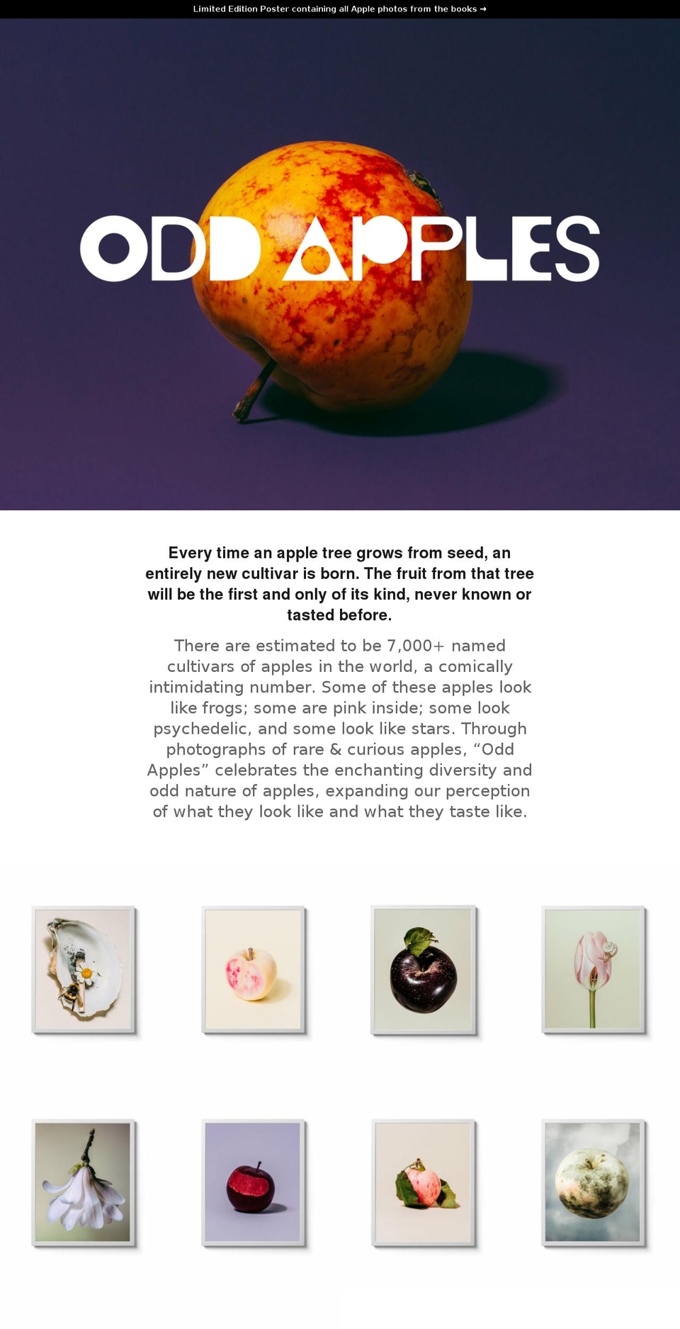 oddapples.photo shopify website screenshot