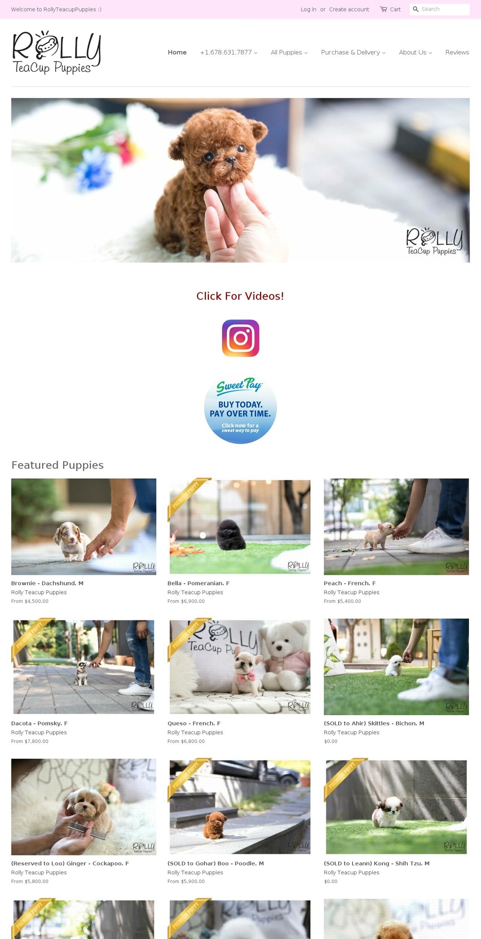 rollyteacuppuppy.com — Shopify storefront screenshot