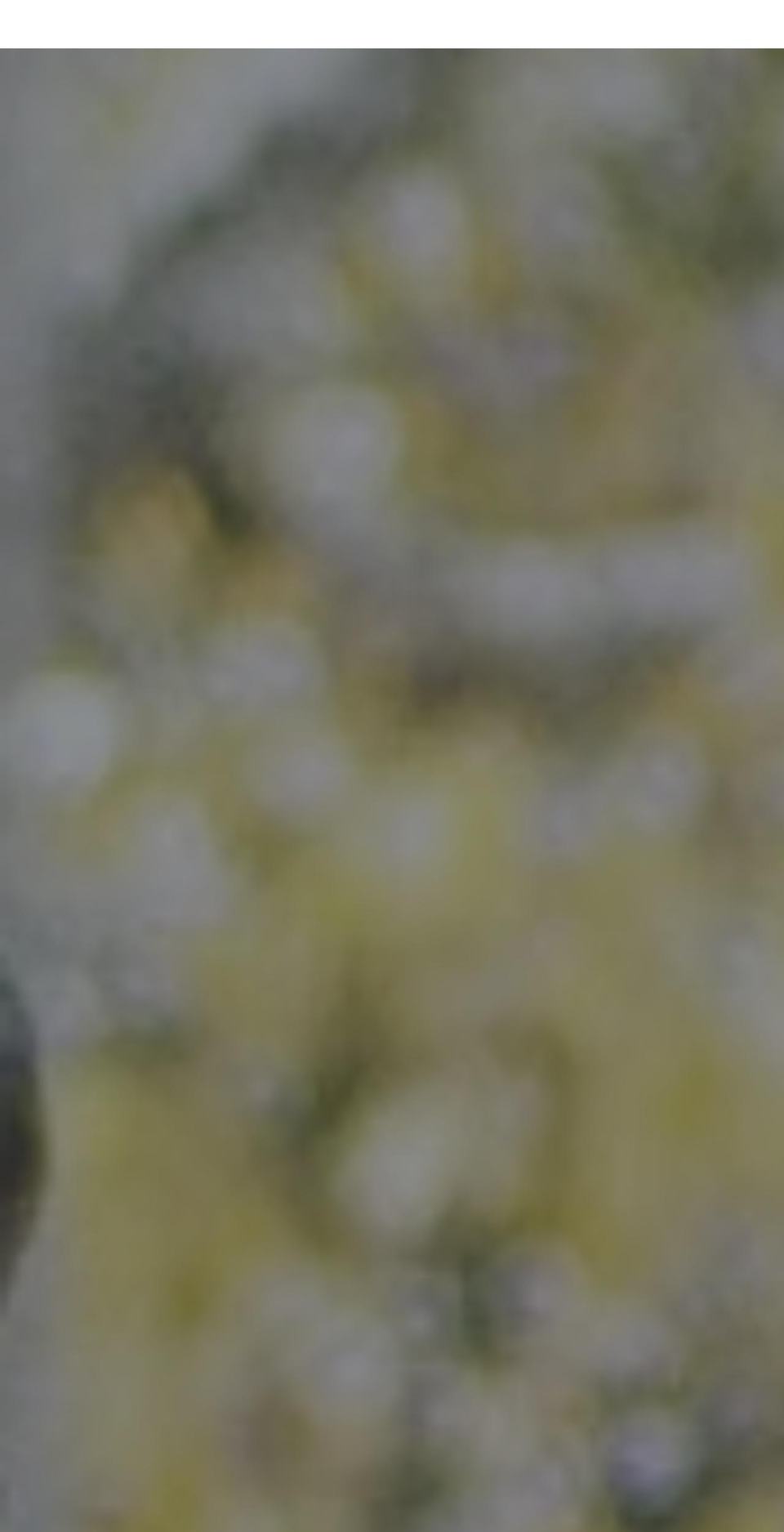 tinyhorse.ca shopify website screenshot